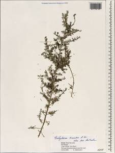 Enchylaena tomentosa R. Br., South Asia, South Asia (Asia outside ex-Soviet states and Mongolia) (ASIA) (Israel)