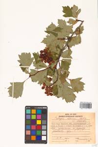 Crataegus dahurica (Dieck) Koehne, Siberia, Russian Far East (S6) (Russia)