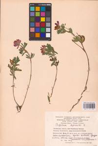 Trifolium lupinaster L., Eastern Europe, Eastern region (E10) (Russia)