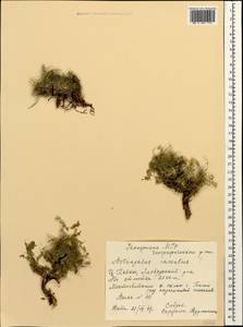 Astragalus, Caucasus, Stavropol Krai, Karachay-Cherkessia & Kabardino-Balkaria (K1b) (Russia)