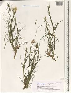Tragopogon songoricus Nikitin, South Asia, South Asia (Asia outside ex-Soviet states and Mongolia) (ASIA) (China)
