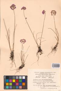 Allium rubens Schrad. ex Willd., Eastern Europe, Eastern region (E10) (Russia)