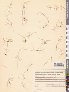 Ranunculus reptans L., Siberia, Chukotka & Kamchatka (S7) (Russia)