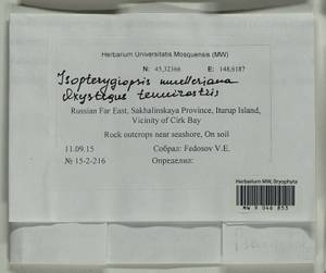 Isopterygiopsis catagonioides (Broth.) Ignatov & Ignatova, Bryophytes, Bryophytes - Russian Far East (excl. Chukotka & Kamchatka) (B20) (Russia)