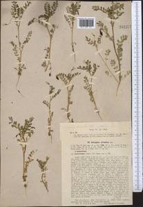 Astragalus guttatus Banks & Solander, Middle Asia, Syr-Darian deserts & Kyzylkum (M7) (Kazakhstan)