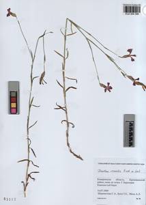KUZ 004 398, Dianthus chinensis, Siberia, Altai & Sayany Mountains (S2) (Russia)
