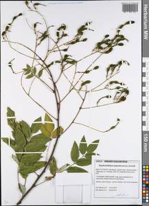 Styphnolobium japonicum (L.)Schott, Eastern Europe, Belarus (E3a) (Belarus)