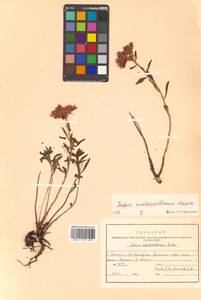 Phedimus middendorfianus subsp. middendorfianus, Siberia, Russian Far East (S6) (Russia)