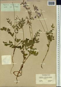 Hedysarum hedysaroides subsp. arcticum (B.Fedtsch.) P.W.Ball, Siberia, Yakutia (S5) (Russia)