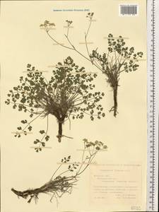 Pimpinella tragium Vill., Eastern Europe, South Ukrainian region (E12) (Ukraine)