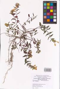 MHA 0 155 518, Scutellaria supina L., Eastern Europe, Central forest-and-steppe region (E6) (Russia)