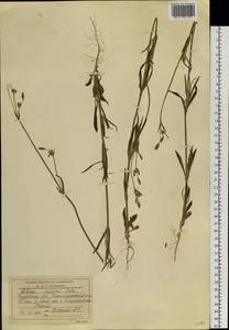 Silene aprica Turcz. ex Fisch. & C. A. Mey., Siberia, Russian Far East (S6) (Russia)