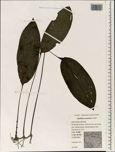 Aspidistra arnautovii Tillich, South Asia, South Asia (Asia outside ex-Soviet states and Mongolia) (ASIA) (Vietnam)