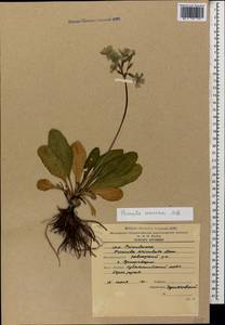 Primula amoena M. Bieb., Caucasus, Krasnodar Krai & Adygea (K1a) (Russia)
