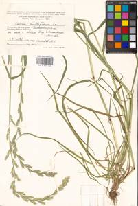 Lolium multiflorum Lam., Eastern Europe, Moscow region (E4a) (Russia)