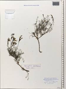 Astragalus subuliformis DC., Caucasus, Black Sea Shore (from Novorossiysk to Adler) (K3) (Russia)