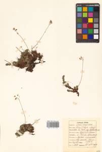 Saxifraga cherlerioides D. Don, Siberia, Russian Far East (S6) (Russia)