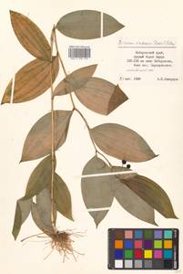 Disporum viridescens (Maxim.) Nakai, Siberia, Russian Far East (S6) (Russia)