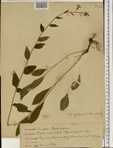 Hesperis matronalis L., Eastern Europe, Moscow region (E4a) (Russia)