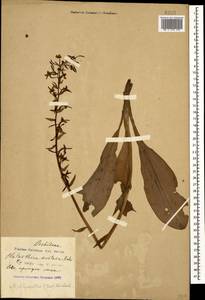 Platanthera chlorantha (Custer) Rchb., Caucasus, Black Sea Shore (from Novorossiysk to Adler) (K3) (Russia)