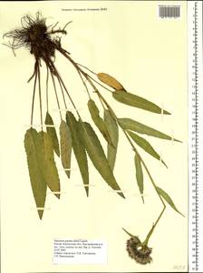 Saussurea pseudotilesii Lipsch., Siberia, Chukotka & Kamchatka (S7) (Russia)