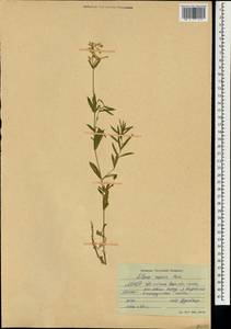 Silene repens Patrin, Mongolia (MONG) (Mongolia)