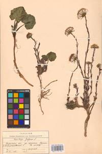 Tussilago farfara L., Eastern Europe, Central region (E4) (Russia)