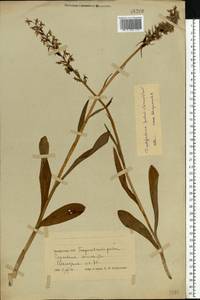 Dactylorhiza maculata subsp. fuchsii (Druce) Hyl., Eastern Europe, Belarus (E3a) (Belarus)