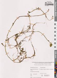 Veronica americana (Raf.) Schwein. ex Benth., Siberia, Chukotka & Kamchatka (S7) (Russia)