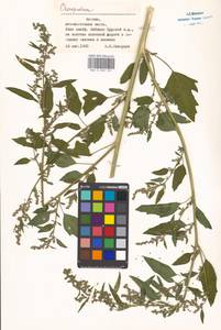 Chenopodium, Eastern Europe, Moscow region (E4a) (Russia)