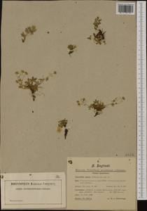 Potentilla aurea L., Western Europe (EUR) (Austria)