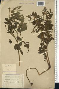 Sophora alopecuroides L., Caucasus (no precise locality) (K0)