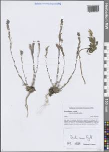 Draba cana Rydb., Siberia, Altai & Sayany Mountains (S2) (Russia)