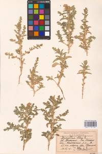 Amaranthus albus L., Middle Asia, Caspian Ustyurt & Northern Aralia (M8) (Kazakhstan)