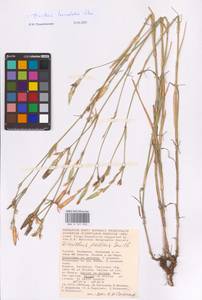 Dianthus monadelphus subsp. pallens (Sm.) Greuter & Burdet, Eastern Europe, Lower Volga region (E9) (Russia)