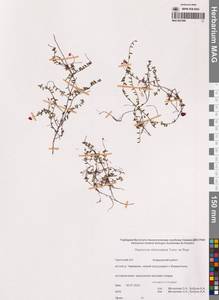 Vaccinium microcarpum (Turcz. ex Rupr.) Schmalh. ex Busch, Siberia, Chukotka & Kamchatka (S7) (Russia)