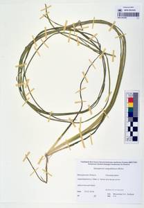 MAG 0003206, Sparganium angustifolium Michx., Siberia, Chukotka & Kamchatka (S7) (Russia)