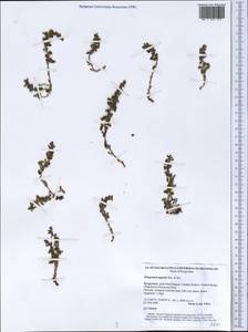 Polygonum cognatum subsp. cognatum, Middle Asia, Western Tian Shan & Karatau (M3) (Kyrgyzstan)