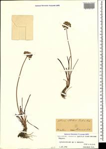 Allium denudatum Redouté, Caucasus, North Ossetia, Ingushetia & Chechnya (K1c) (Russia)