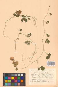 Cardamine amara L., Eastern Europe, West Ukrainian region (E13) (Ukraine)