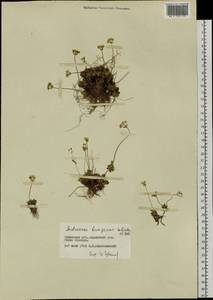 Androsace bungeana Schischk. & Bobrov, Siberia, Baikal & Transbaikal region (S4) (Russia)