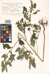Elsholtzia ciliata (Thunb.) Hyl., Eastern Europe, Moscow region (E4a) (Russia)