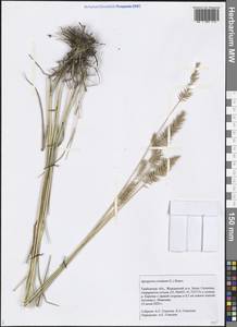 Agropyron cristatum (L.) Gaertn., Eastern Europe, Central forest-and-steppe region (E6) (Russia)