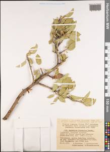 Prunus bucharica (Korsh.) B. Fedtsch., Middle Asia, Pamir & Pamiro-Alai (M2) (Turkmenistan)