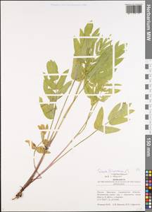 Sium sisarum L., Eastern Europe, Lower Volga region (E9) (Russia)