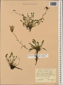 Campanula saxifraga, Caucasus, North Ossetia, Ingushetia & Chechnya (K1c) (Russia)