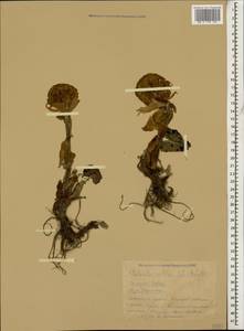 Petasites albus (L.) Gaertn., Caucasus, Krasnodar Krai & Adygea (K1a) (Russia)