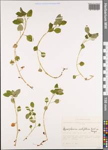 Chrysosplenium ovalifolium Bieb. ex Ledeb., Siberia, Altai & Sayany Mountains (S2) (Russia)