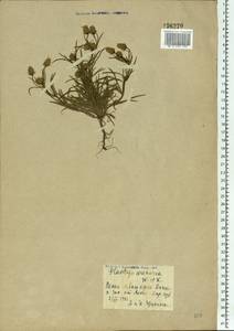Plantago arenaria Waldst. & Kit., Eastern Europe, Central forest-and-steppe region (E6) (Russia)