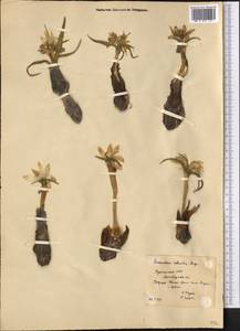 Colchicum robustum (Bunge) Stef., Middle Asia, Kopet Dag, Badkhyz, Small & Great Balkhan (M1) (Turkmenistan)